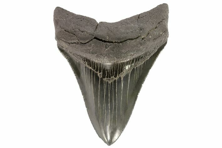 Serrated, Fossil Megalodon Tooth - Georgia #74605